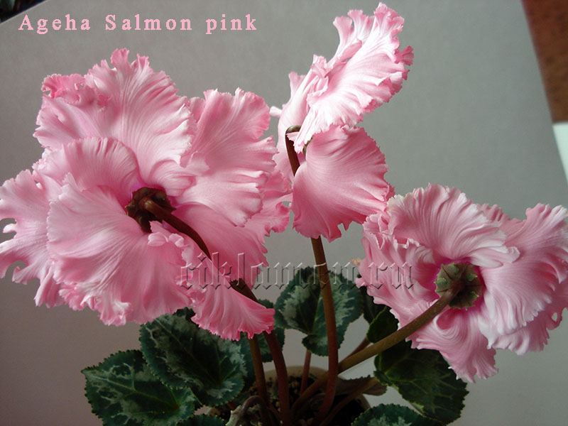 Ageha Salmon pink.jpg