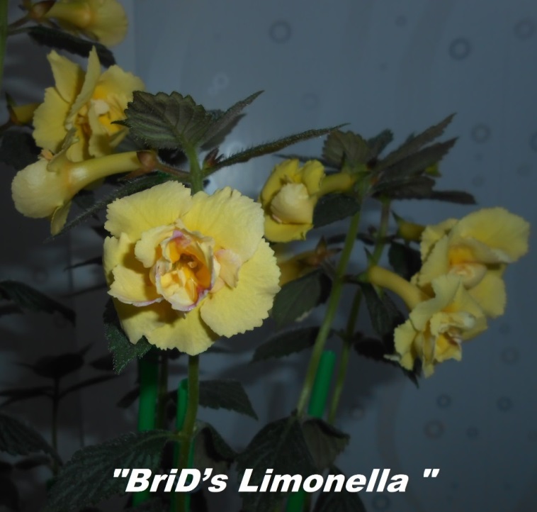 BriD’s Limonella — копия.JPG