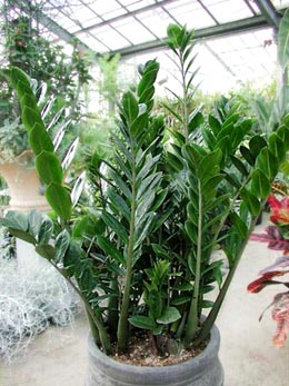 http://leto.tomsk.ru/images/aboutall/zamioculcas.jpg