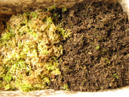 Перемешиваем резаный сфагнум с пропаренной питательной землёй и добавляем фитоспорин